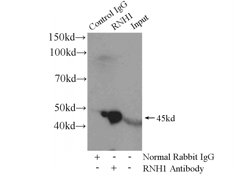 IP Result of anti-RNH1 (IP:Catalog No:114767, 4ug; Detection:Catalog No:114767 1:500) with mouse liver tissue lysate 6400ug.