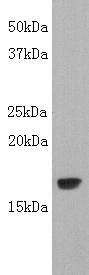 Fig1: Western blot analysis on LT-alpha (TNF-β) using anti- LT-alpha polyclonal antibody
