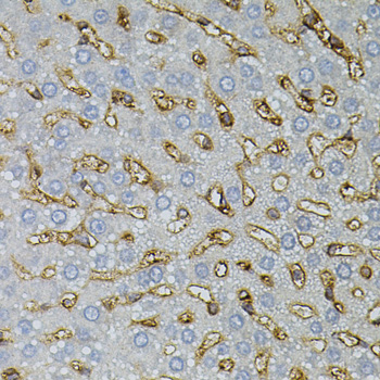 Immunohistochemistry - ASAH2 Polyclonal Antibody 