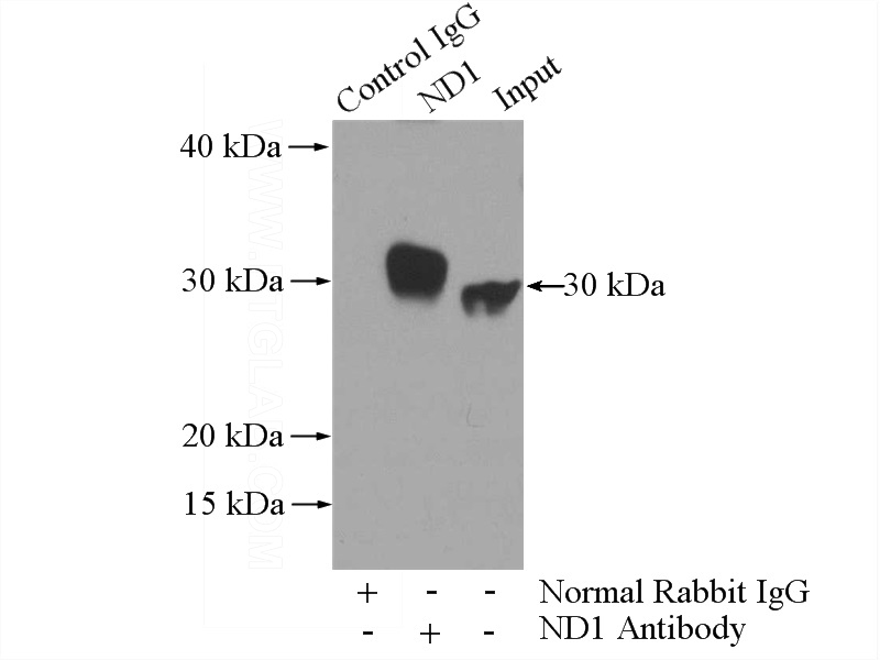 IP Result of anti-ND1 (IP:Catalog No:113050, 3ug; Detection:Catalog No:113050 1:500) with mouse liver tissue lysate 4000ug.
