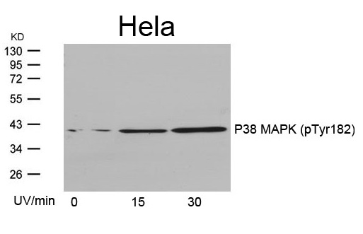Western blot analysis of extracts from Hela cells untreated or treated with UV for the indicated times, using P38 MAPK (Phospho-Tyr182) Antibody .