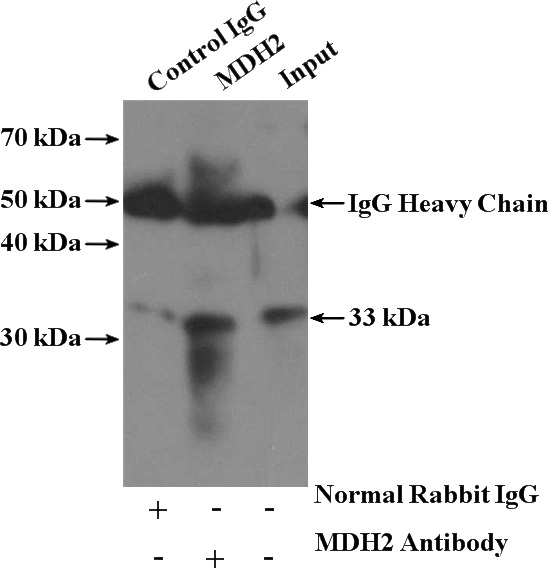 IP Result of anti-MDH2 (IP:Catalog No:112569, 4ug; Detection:Catalog No:112569 1:300) with mouse lung tissue lysate 3600ug.