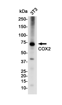 Western blot detection of COX2/Cyclooxygenase 2 in 3T3 cell lysates using COX2/Cyclooxygenase 2 Rabbit pAb(1:1000 diluted).Predicted band size:69KDa.Observed band size:74KDa.