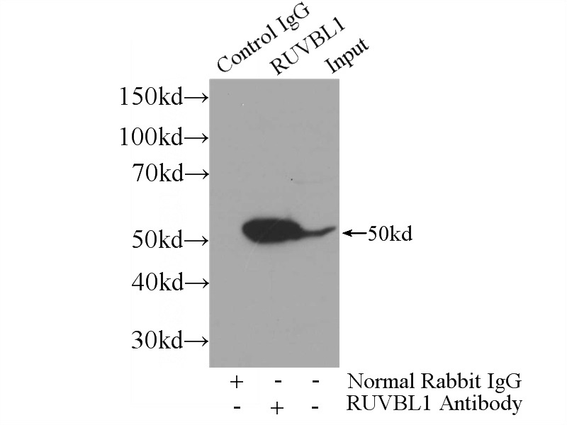 IP Result of anti-RUVBL1 (IP:Catalog No:114939, 3ug; Detection:Catalog No:114939 1:1000) with HeLa cells lysate 800ug.