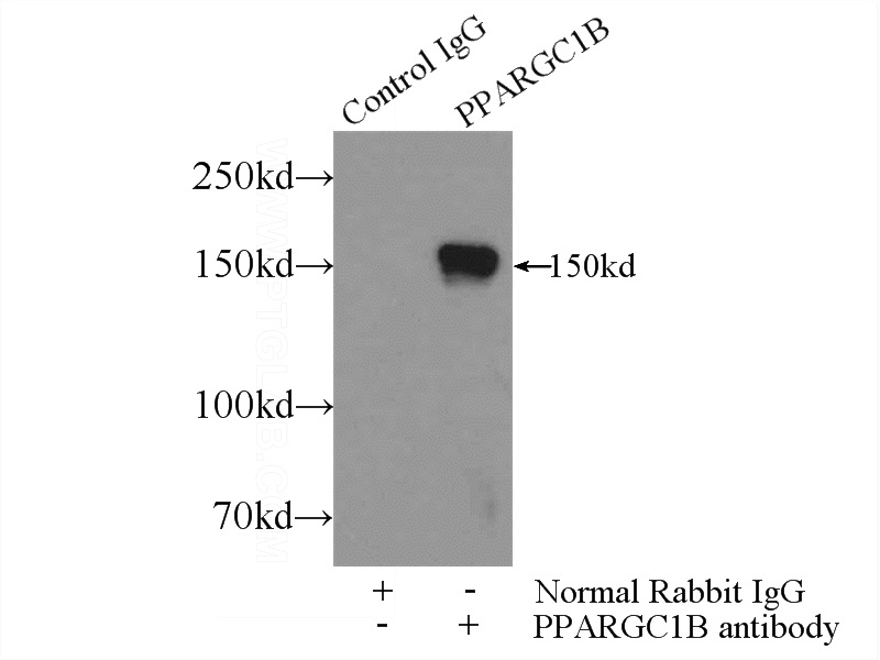 IP Result of anti-PPARGC1B (IP:Catalog No:114085, 4ug; Detection:Catalog No:114085 1:300) with mouse liver tissue lysate 4000ug.