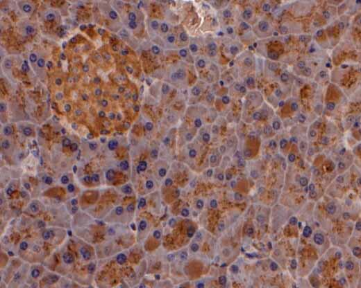 Fig4:; Immunohistochemical analysis of paraffin-embedded mouse pancreas tissue using anti-PRSS2 antibody. The section was pre-treated using heat mediated antigen retrieval with Tris-EDTA buffer (pH 8.0-8.4) for 20 minutes.The tissues were blocked in 5% BSA for 30 minutes at room temperature, washed with ddH; 2; O and PBS, and then probed with the primary antibody ( 1/200) for 30 minutes at room temperature. The detection was performed using an HRP conjugated compact polymer system. DAB was used as the chromogen. Tissues were counterstained with hematoxylin and mounted with DPX.