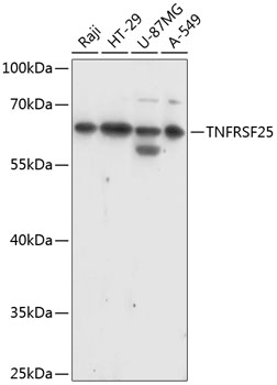 Western blot - TNFRSF25 Polyclonal Antibody 