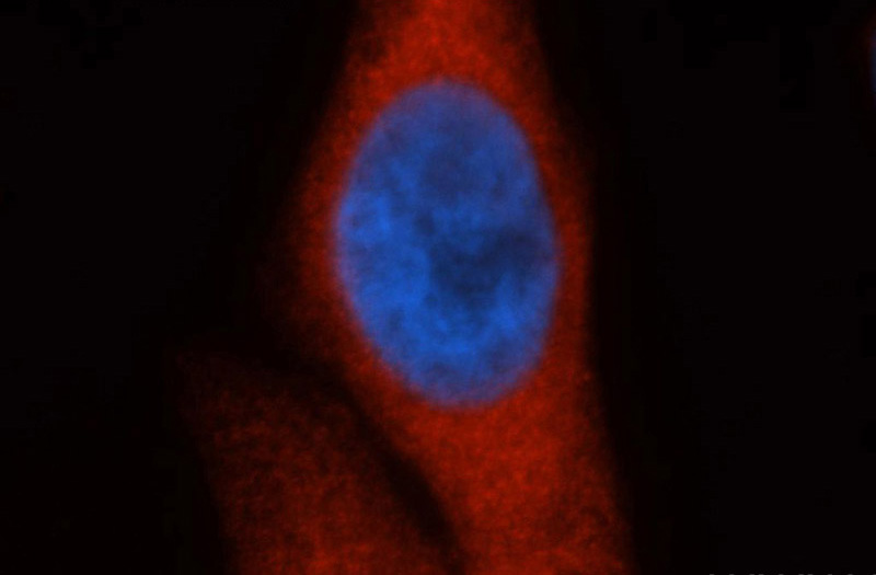 Immunofluorescent analysis of HepG2 cells, using HSPA1A antibody Catalog No:111568 at 1:50 dilution and Rhodamine-labeled goat anti-rabbit IgG (red). Blue pseudocolor = DAPI (fluorescent DNA dye).