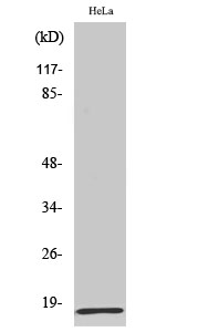 Fig1:; Western Blot analysis of various cells using MRP-L20 Polyclonal Antibody