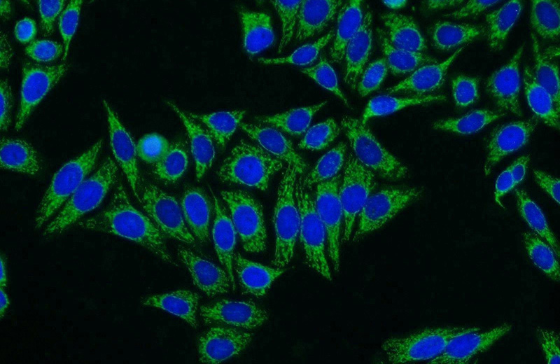 Immunofluorescent analysis of HepG2 cells using Catalog No:115276(SHMT1 Antibody) at dilution of 1:25 and Alexa Fluor 594-congugated AffiniPure Goat Anti-Rabbit IgG(H+L)