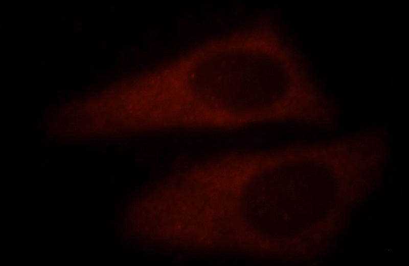 Immunofluorescent analysis of HepG2 cells, using PDCL3 antibody Catalog No:113654 at 1:25 dilution and Rhodamine-labeled goat anti-rabbit IgG (red).