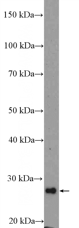 mouse liver tissue were subjected to SDS PAGE followed by western blot with Catalog No:115244(SIRT3 Antibody) at dilution of 1:300