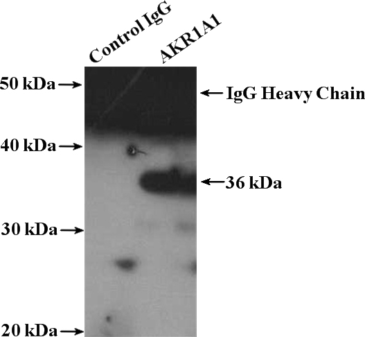 IP Result of anti-AKR1A1 (IP:Catalog No:107938, 4ug; Detection:Catalog No:107938 1:500) with HeLa cells lysate 3200ug.