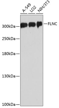 Western blot - FLNC Polyclonal Antibody 