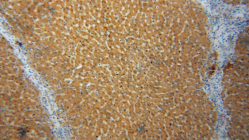 Immunohistochemical of paraffin-embedded human liver using Catalog No:116559(UGT2B7 antibody) at dilution of 1:100 (under 10x lens)