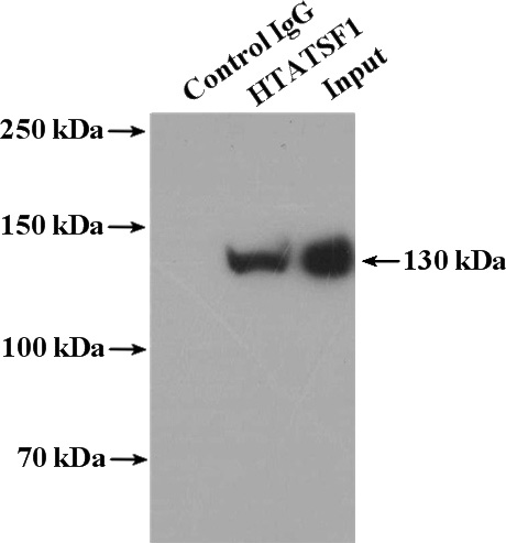 IP Result of anti-HTATSF1 (IP:Catalog No:111706, 4ug; Detection:Catalog No:111706 1:2000) with HepG2 cells lysate 2400ug.