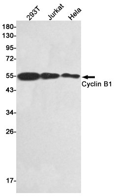 Western blot detection of Cyclin B1 in 293T,Jurkat,Hela cell lysates using Cyclin B1 Rabbit pAb(1:1000 diluted).Predicted band size:55kDa.Observed band size:55kDa.