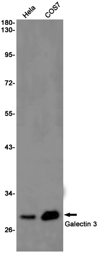 Western blot detection of Galectin 3 in Hela,COS7 cell lysates using Galectin 3 Rabbit pAb(1:1000 diluted).Predicted band size:26KDa.Observed band size:28KDa.