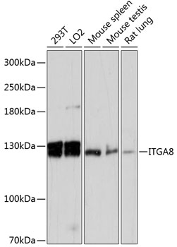 Western blot - ITGA8 Polyclonal Antibody 
