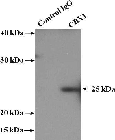 IP Result of anti-CBX1 (IP:Catalog No:108943, 3ug; Detection:Catalog No:108943 1:500) with HEK-293 cells lysate 1480ug.
