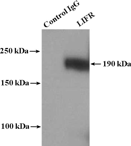 IP Result of anti-LIFR (IP:Catalog No:112221, 4ug; Detection:Catalog No:112221 1:1000) with mouse skeletal muscle tissue lysate 4000ug.