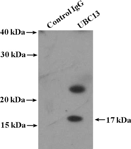 IP Result of anti-UBE2N (IP:Catalog No:116507, 4ug; Detection:Catalog No:116507 1:600) with MCF-7 cells lysate 1280ug.