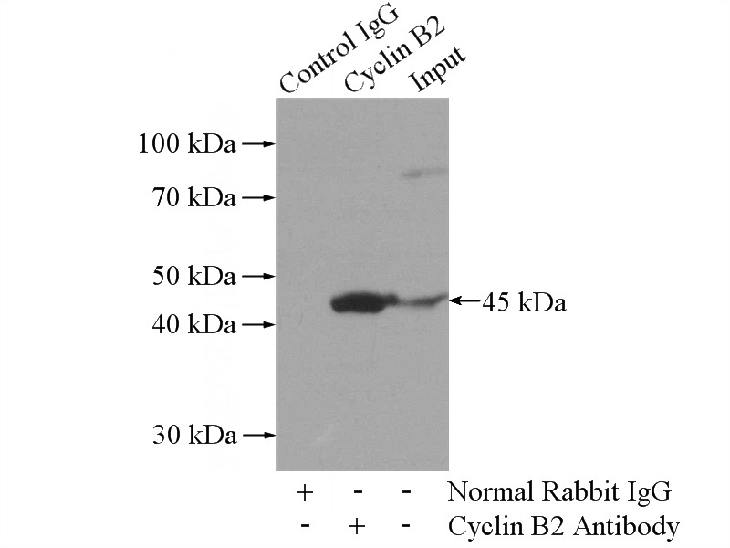 IP Result of anti-CCNB2 (IP:Catalog No:109663, 4ug; Detection:Catalog No:109663 1:1000) with A431 cells lysate 2000ug.