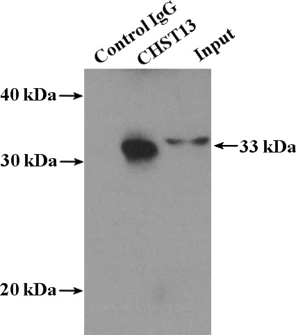 IP Result of anti-CHST13-Specific (IP:Catalog No:109294, 4ug; Detection:Catalog No:109294 1:500) with mouse liver tissue lysate 4000ug.
