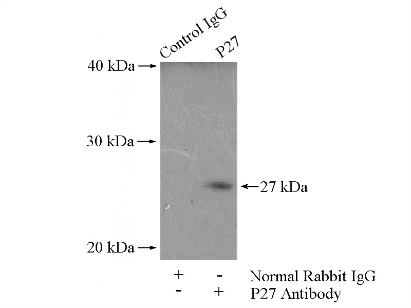 IP Result of anti-P27; KIP1 (IP:Catalog No:113541, 4ug; Detection:Catalog No:113541 1:300) with NIH/3T3 cells lysate 1600ug.