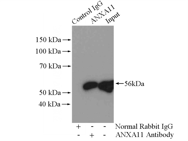 IP Result of anti-ANXA11 (IP:Catalog No:108091, 4ug; Detection:Catalog No:108091 1:500) with HeLa cells lysate 2800ug.
