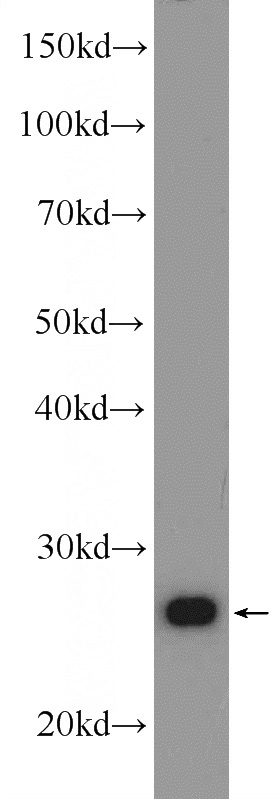 HeLa cells were subjected to SDS PAGE followed by western blot with Catalog No:109213(CHCHD3 Antibody) at dilution of 1:1000