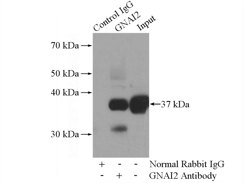 IP Result of anti-GNAI2 (IP:Catalog No:110988, 4ug; Detection:Catalog No:110988 1:500) with mouse brain tissue lysate 4000ug.