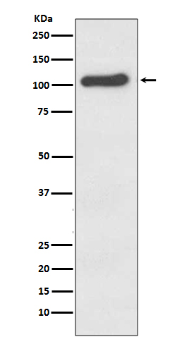 Western blot analysis of ACE2 expression in Human kidney lysate.