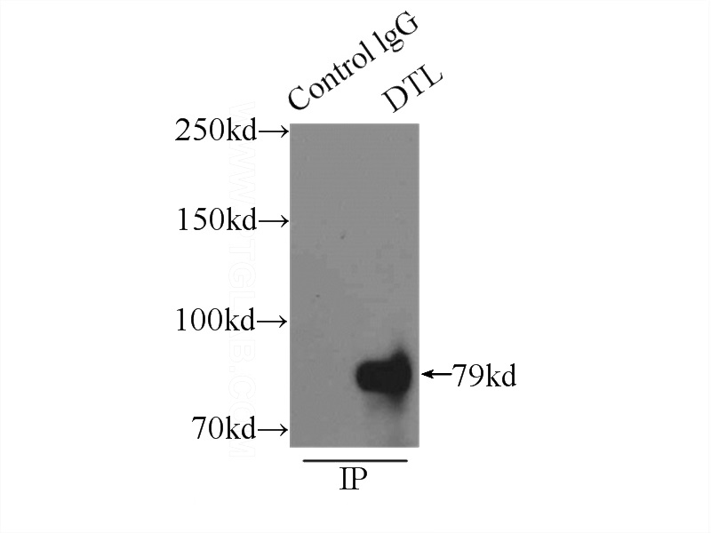 IP Result of anti-DTL (IP:Catalog No:110032, 3ug; Detection:Catalog No:110032 1:500) with mouse testis tissue lysate 8000ug.