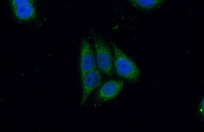 Immunofluorescent analysis of (10% Formaldehyde) fixed HeLa cells using Catalog No:109057(CD40L; CD154 Antibody) at dilution of 1:50 and Alexa Fluor 488-congugated AffiniPure Goat Anti-Rabbit IgG(H+L)