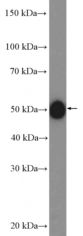 mouse brain tissue were subjected to SDS PAGE followed by western blot with Catalog No:112216(LHX3 Antibody) at dilution of 1:600