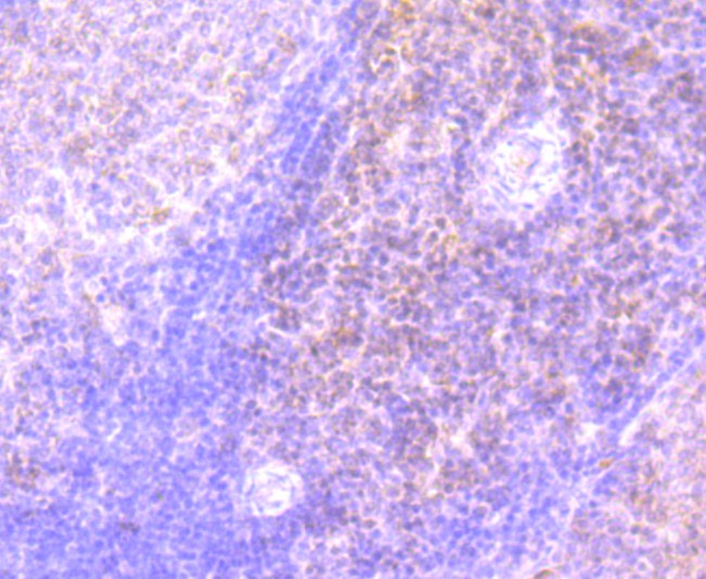 Fig6: Immunohistochemical analysis of paraffin-embedded rat spleen tissue using anti-IL7 antibody. Counter stained with hematoxylin.