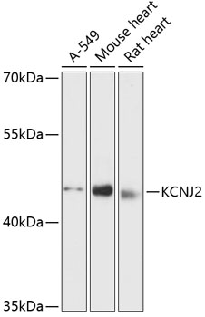 Western blot - KCNJ2 Polyclonal Antibody 