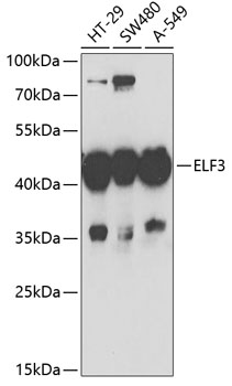 Western blot - ELF3 Polyclonal Antibody 