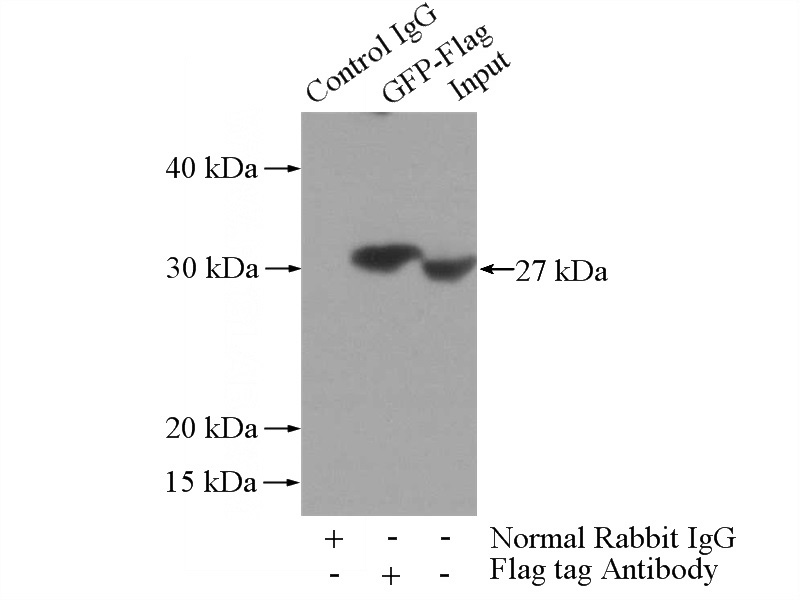 IP Result of anti-Flag tag (IP:Catalog No:117312, 3ug; Detection:Catalog No:117313 1:2000) with Recombinant protein protein lysate 1280ug.