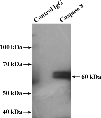 IP Result of anti-Caspase 8 (IP:Catalog No:107033, 5ug; Detection:Catalog No:107033 1:500) with HepG2 cells lysate 2400ug.
