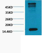 Western blot analysis of Hela, diluted at 1:500. cells nucleus extracted by Minute TM Cytoplasmic and Nuclear Fractionation kit (SC-003,Inventbiotech,MN,USA).