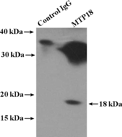 IP Result of anti-MTP18 (IP:Catalog No:112793, 4ug; Detection:Catalog No:112793 1:500) with mouse heart tissue lysate 4000ug.