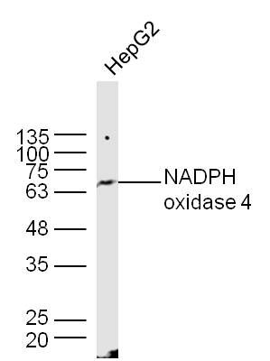 Fig4: Sample: HepG2 Cell Lysate at 40 ug; Primary: Anti- NADPH oxidase 4 at 1/300 dilution; Secondary: IRDye800CW Goat Anti-Rabbit IgG at 1/20000 dilution; Predicted band size: 64 kD; Observed band size: 64 kD