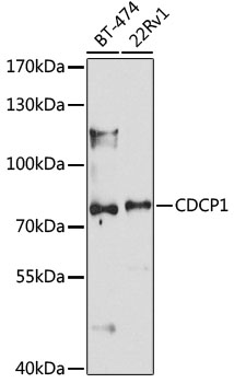 Western blot - CDCP1 Polyclonal Antibody 