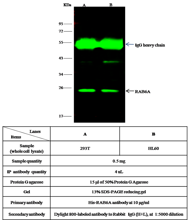 Human Rab6 / Rab GTPase / RAB6A Immunoprecipitation(IP) 15803