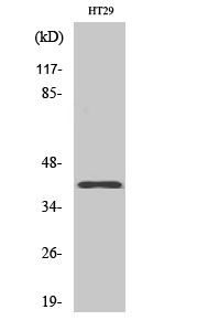 Fig1:; Western Blot analysis of various cells using Olfactory receptor 8S1 Polyclonal Antibody diluted at 1: 1000