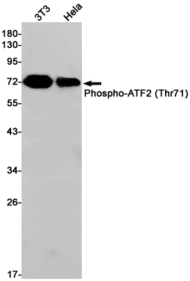 Western blot detection of Phospho-ATF2 (Thr71) in 3T3,Hela cell lysates using Phospho-ATF2 (Thr71) Rabbit pAb(1:1000 diluted).Predicted band size:55kDa.Observed band size:70kDa.