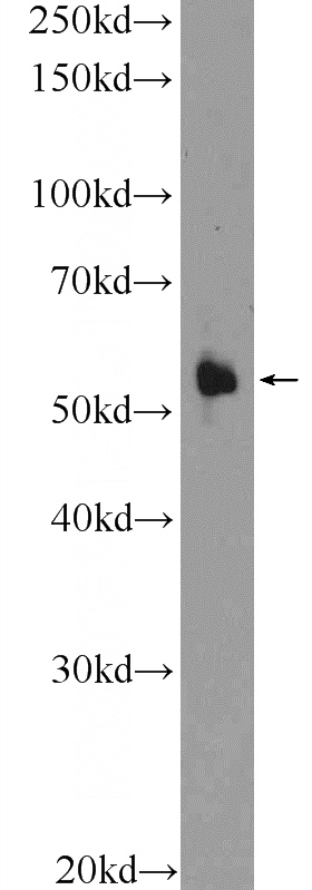 HEK-293 cells were subjected to SDS PAGE followed by western blot with Catalog No:109421(CNDP1 Antibody) at dilution of 1:600