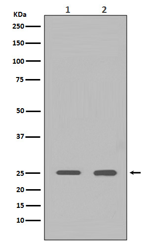 Western blot analysis of HMGB1 expression in (1)HeLa cell lysate; (2)Rat brain lysate.